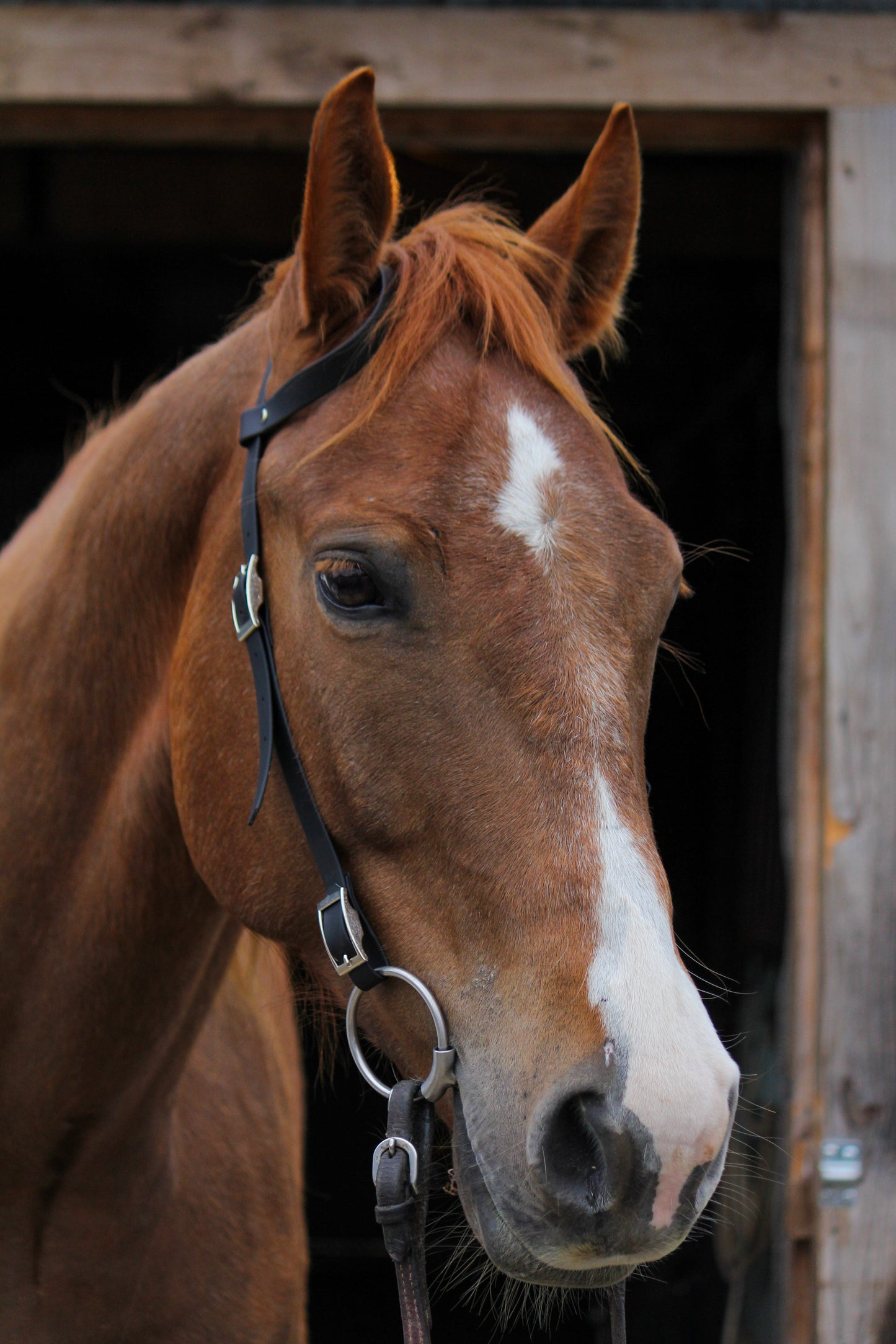 One-Ear Biothane Headstall – Cob to Full Size - Choice of Color