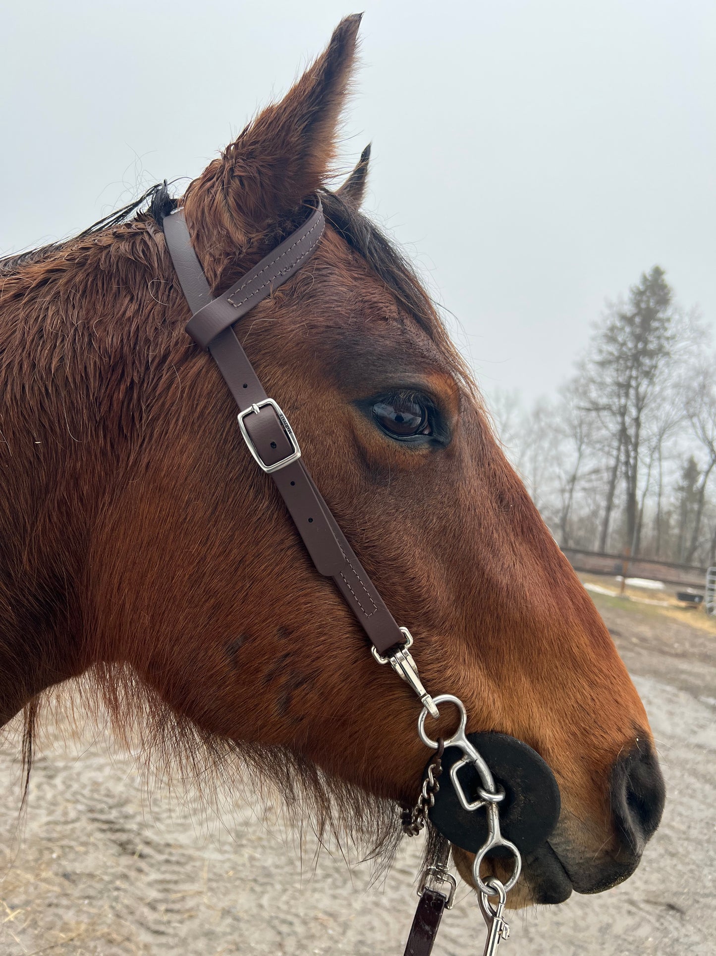 One-Ear BioThane Headstall - MaRivale Signature *Made to order*