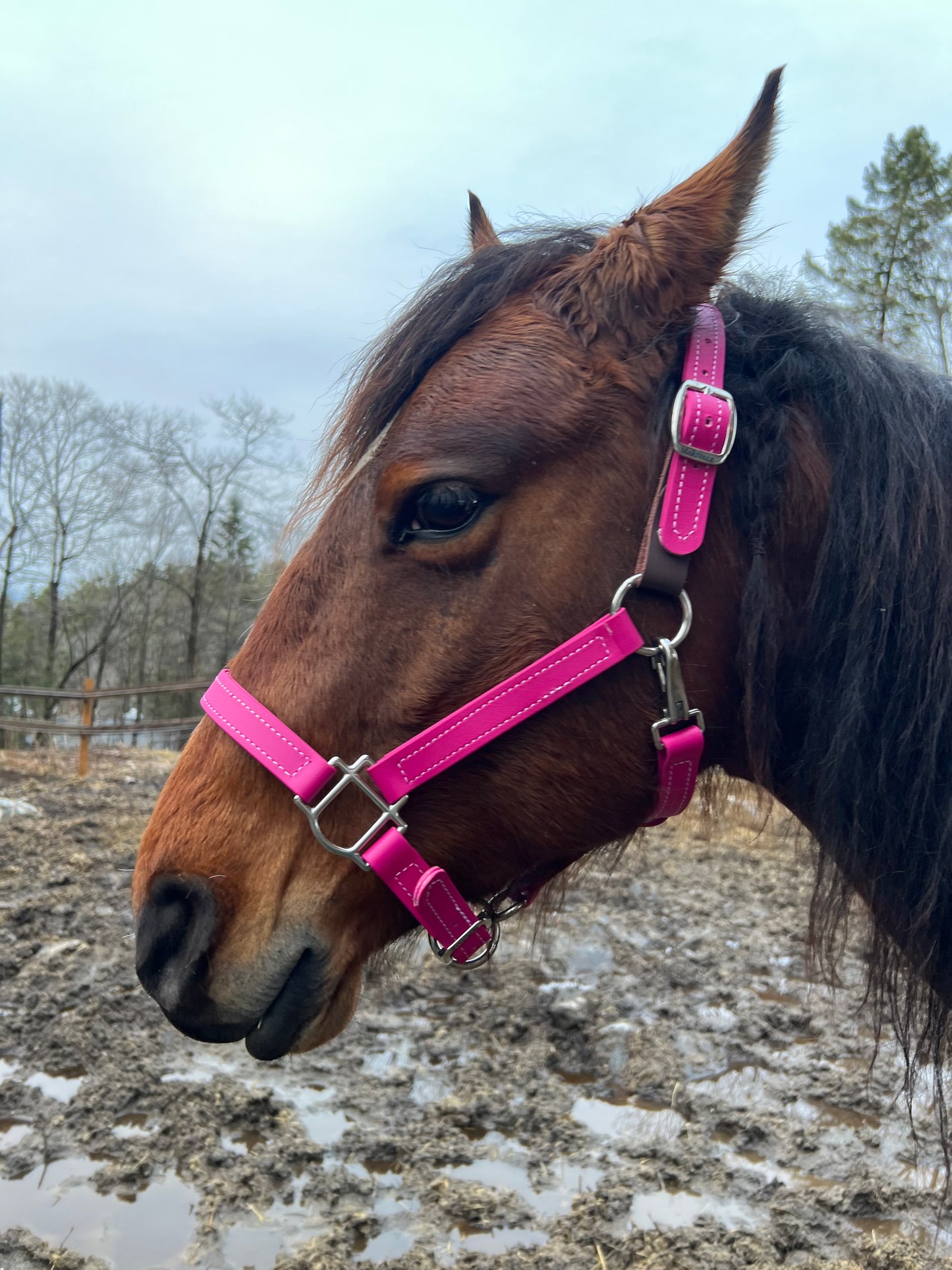 BioThane Breakaway Halter - MaRivale Signature *Made to order*