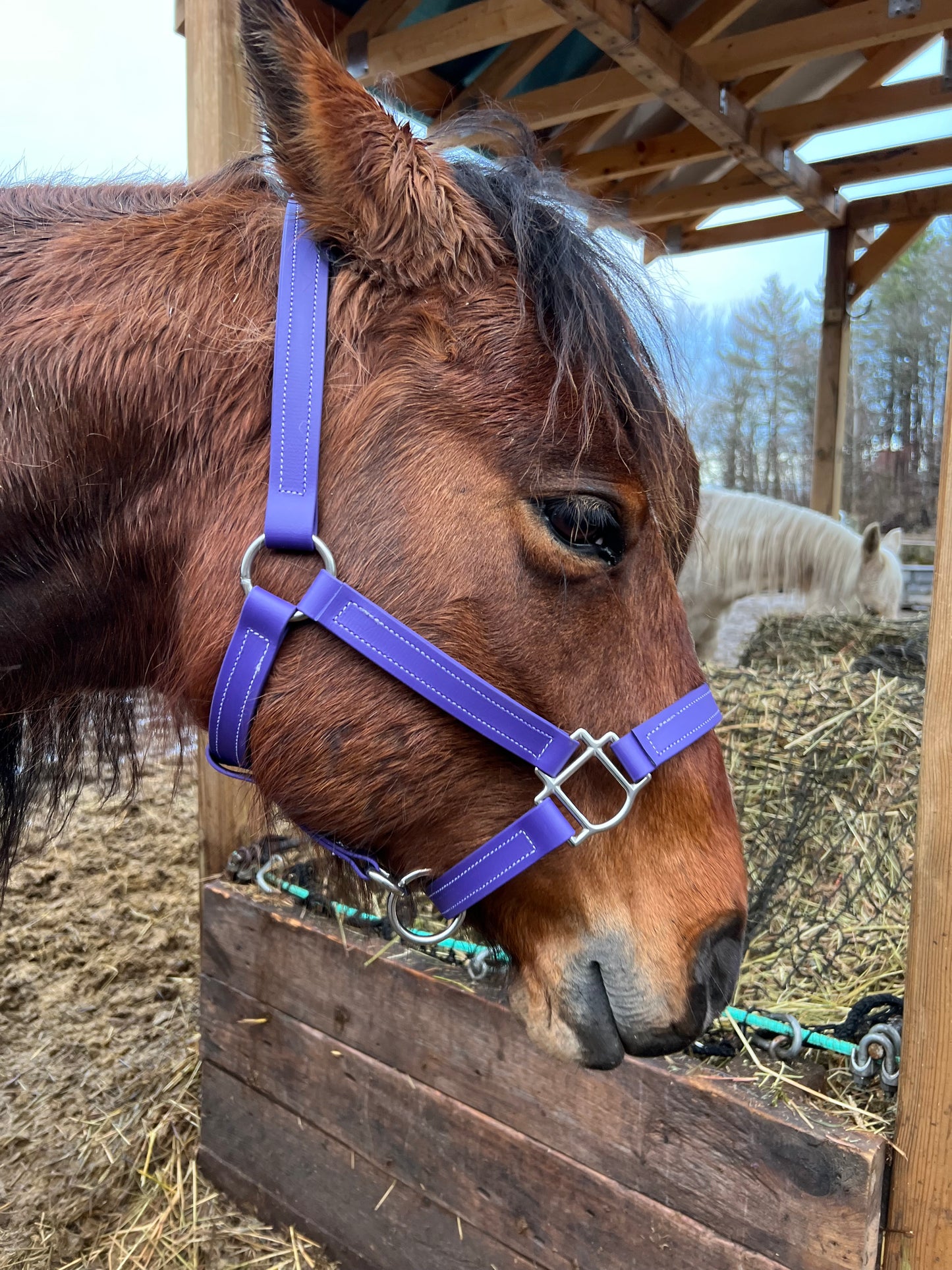 BioThane Halter - MaRivale Signature *Made to order*