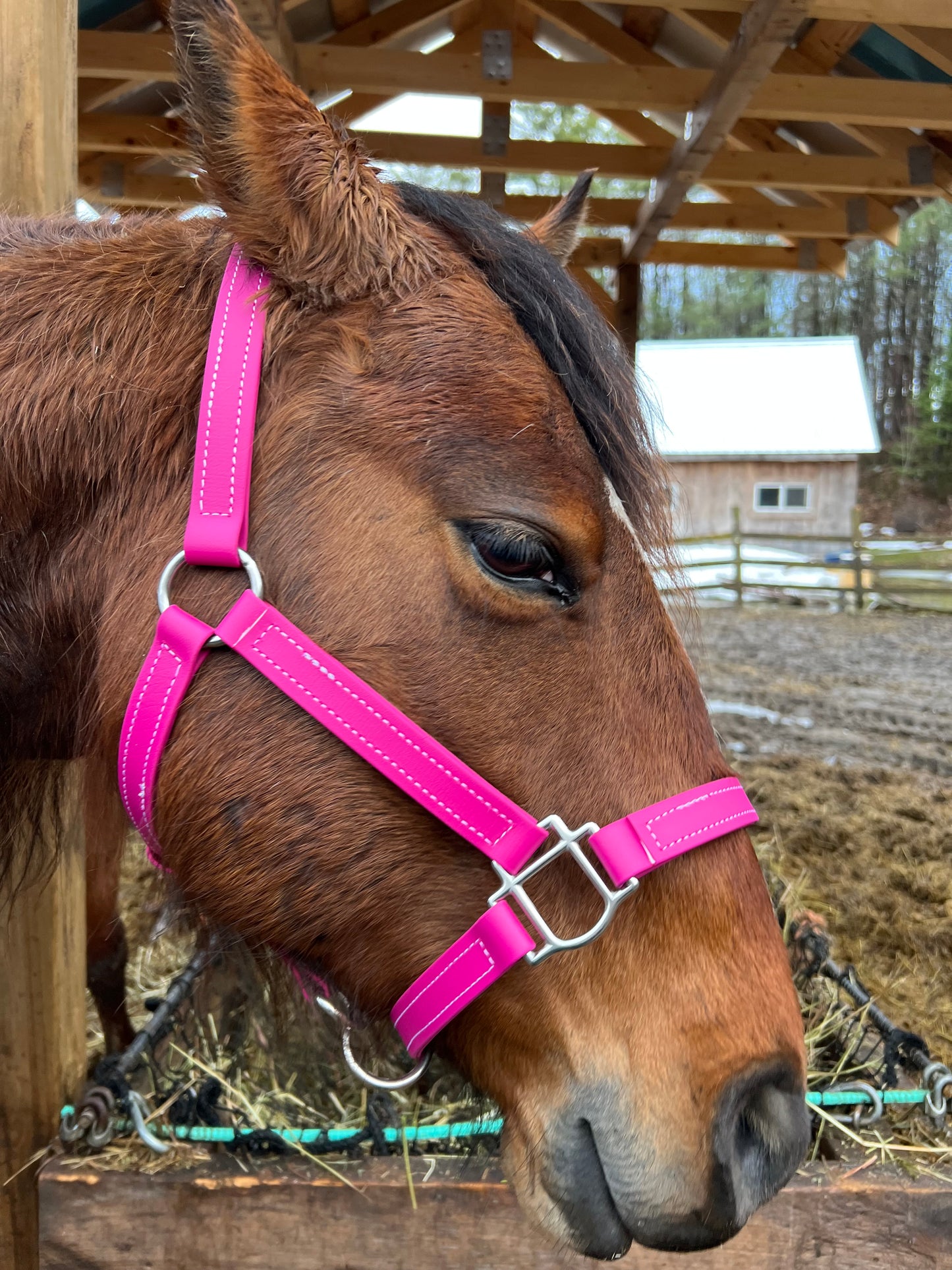BioThane Halter - MaRivale Signature *Made to order*