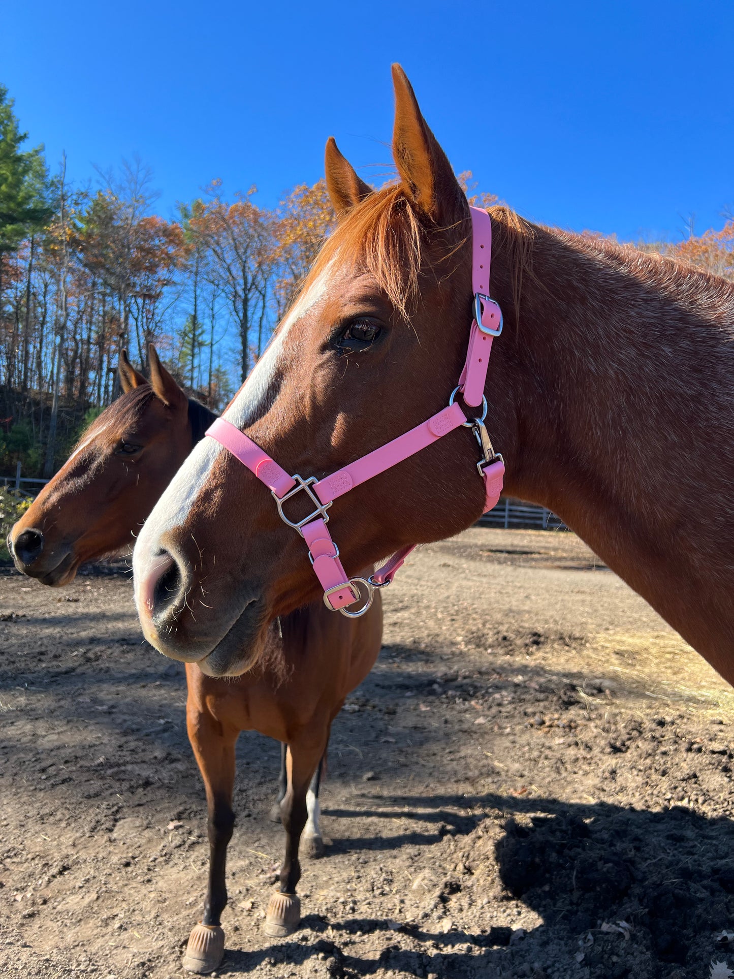 BioThane Horse Halter - IN STOCK